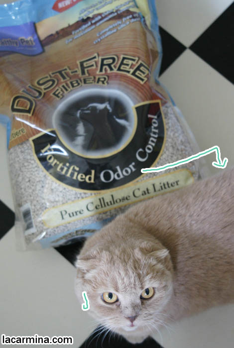 What Is The Healthiest Cat Litter To Use What Is The Healthiest Cat Litter To Use
