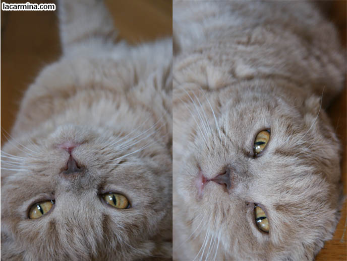 Vampire kitty, glow in the dark eyes, scary photo of pet cat, nocturnal kitty, Scottish Folds lying on back, lolcat photos, silly pet pose pictures, earless cat, fei mao mao, Famous celebrity pets, Farrow Scottish Fold, スコティッシュフォールド, 猫