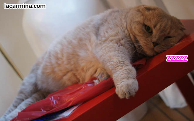 PET HOUSECAT WITH SCAR ON NOSE, SCRATCHES ON FACE OF SCOTTISH FOLD CAT, FUNNY FAT CAT SLEEPING, lolcat photos, silly pet pose pictures, earless cat, fei mao mao, Famous celebrity pets, Farrow Scottish Fold, スコティッシュフォールド,  猫 