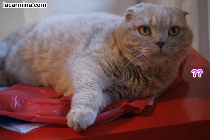 PET HOUSECAT WITH SCAR ON NOSE, SCRATCHES ON FACE OF SCOTTISH FOLD CAT, FUNNY FAT CAT SLEEPING, lolcat photos, silly pet pose pictures, earless cat, fei mao mao, Famous celebrity pets, Farrow Scottish Fold, スコティッシュフォールド,  猫 