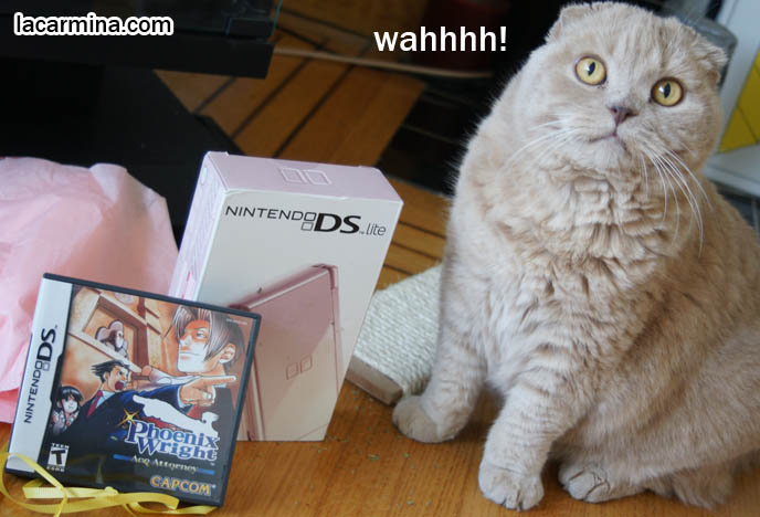 CUTE KITTY CAT PLAYING WITH WRAPPING PAPER, PUSHING STRING WITH PAW, SNIFFING BIRTHDAY GIFT. FAMOUS SCOTTISH FOLD CATS. famous pets, lolcat photos, silly pet pose pictures, earless cat, fei mao mao, Famous celebrity pets, Farrow Scottish Fold, スコティッシュフォールド, 猫