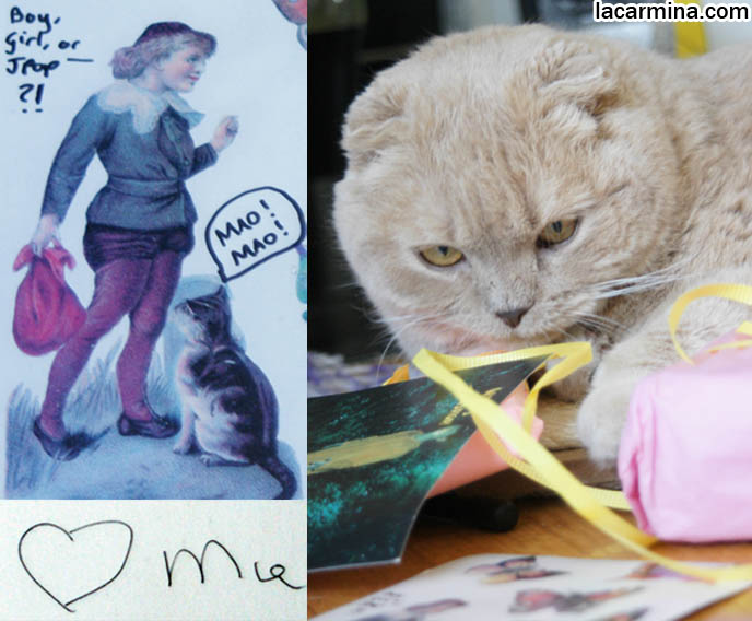 CUTE KITTY CAT PLAYING WITH WRAPPING PAPER, PUSHING STRING WITH PAW, SNIFFING BIRTHDAY GIFT. FAMOUS SCOTTISH FOLD CATS. famous pets, lolcat photos, silly pet pose pictures, earless cat, fei mao mao, Famous celebrity pets, Farrow Scottish Fold, スコティッシュフォールド, 猫