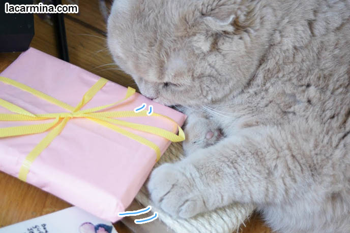 CUTE KITTY CAT PLAYING WITH WRAPPING PAPER, PUSHING STRING WITH PAW, SNIFFING BIRTHDAY GIFT. FAMOUS SCOTTISH FOLD CATS. famous pets, lolcat photos, silly pet pose pictures, earless cat, fei mao mao, Famous celebrity pets, Farrow Scottish Fold, スコティッシュフォールド, 猫