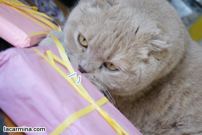 CUTE KITTY CAT PLAYING WITH WRAPPING PAPER, PUSHING STRING WITH PAW, SNIFFING BIRTHDAY GIFT. FAMOUS SCOTTISH FOLD CATS. famous pets, lolcat photos, silly pet pose pictures, earless cat, fei mao mao, Famous celebrity pets, Farrow Scottish Fold, スコティッシュフォールド, 猫