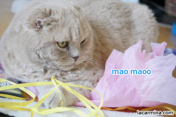 CUTE KITTY CAT PLAYING WITH WRAPPING PAPER, PUSHING STRING WITH PAW, SNIFFING BIRTHDAY GIFT. FAMOUS SCOTTISH FOLD CATS. famous pets, lolcat photos, silly pet pose pictures, earless cat, fei mao mao, Famous celebrity pets, Farrow Scottish Fold, スコティッシュフォールド, 猫