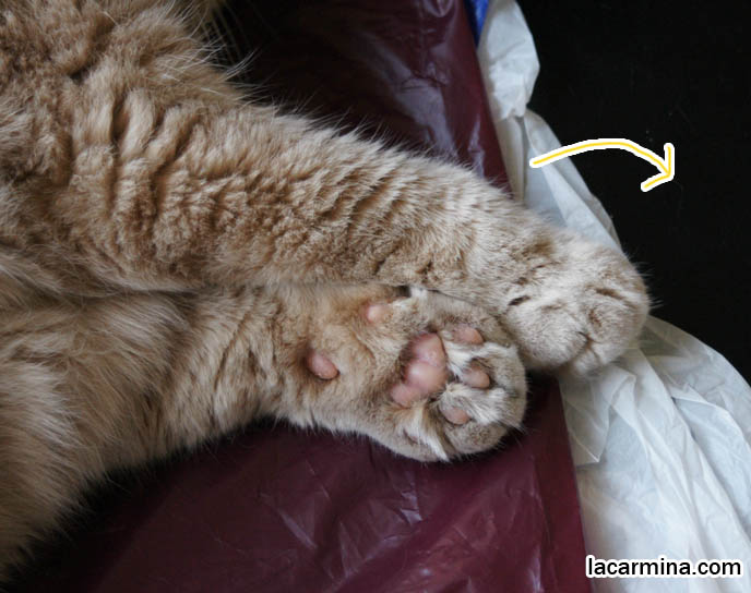 furry kitty paws