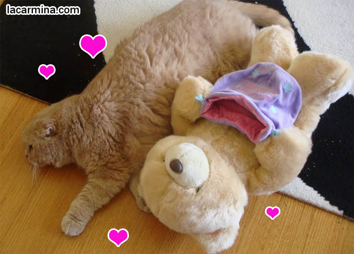 hallmark teddy bears