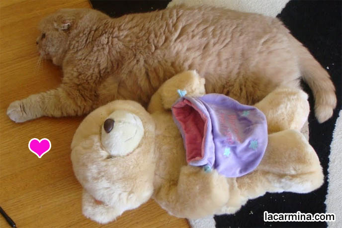Forever Friends bear, cutest teddy bear, yellow plush toy bear, b is for bear kid's book, scottish fold cat, coupari, flop eared kitty, cutest kitten photos, basil farrow, ronan, mia, children's book cover, stuffed toys for babies