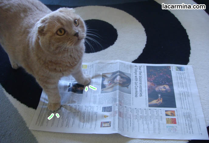 CAT SITTING ON NEWSPAPER, STRANGE ODD BEHAVIORS OF SCOTTISH FOLD CATS, LA CARMINA ARTICLE, where to buy Scottish Fold kittens, foldy eared cats, earless breed, breeder of purebred coupari, cutest cat in the world, famous pets, lolcat photos, silly pet pose pictures スコティッシュフォールド, 猫
