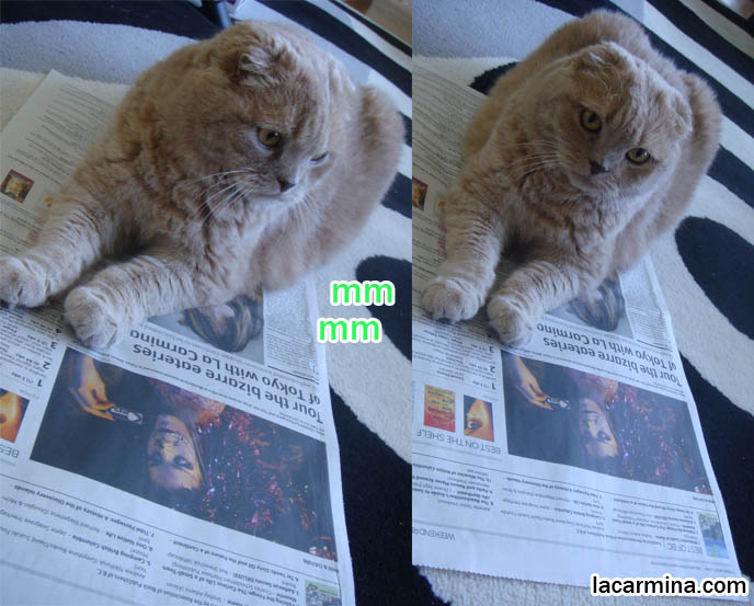 CAT SITTING ON NEWSPAPER, STRANGE ODD BEHAVIORS OF SCOTTISH FOLD CATS, LA CARMINA ARTICLE, where to buy Scottish Fold kittens, foldy eared cats, earless breed, breeder of purebred coupari, cutest cat in the world, famous pets, lolcat photos, silly pet pose pictures スコティッシュフォールド, 猫