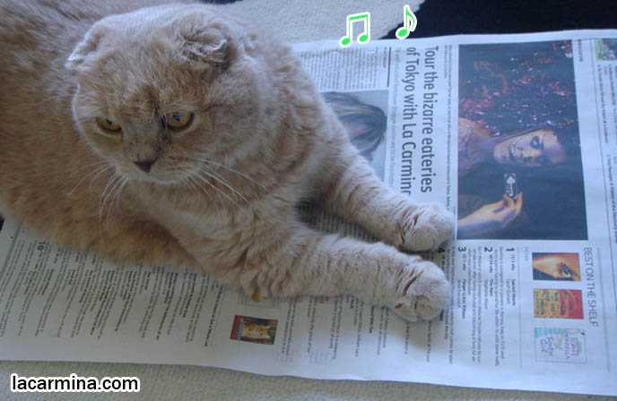 CAT SITTING ON NEWSPAPER, STRANGE ODD BEHAVIORS OF SCOTTISH FOLD CATS, LA CARMINA ARTICLE, where to buy Scottish Fold kittens, foldy eared cats, earless breed, breeder of purebred coupari, cutest cat in the world, famous pets, lolcat photos, silly pet pose pictures スコティッシュフォールド, 猫
