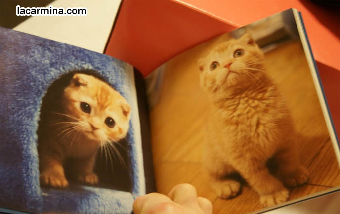 JAPANESE SCOTTISH FOLD MUNCHKIN KITTEN. CAT PHOTOGRAPH BOOK FROM JAPAN OF BABY CATS, TOKYO PETS, PROFESSIONAL KITTY PICTURES. where to buy Scottish Fold kittens, foldy eared cats, earless breed, breeder of purebred coupari, cutest cat in the world, famous pets, lolcat photos, silly pet pose pictures スコティッシュフォールド, 猫