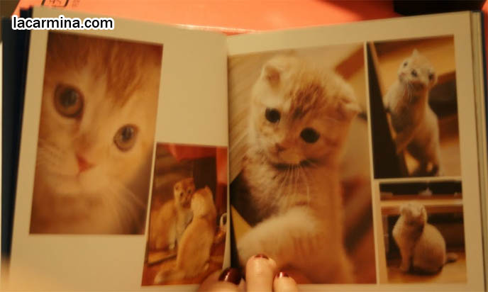 JAPANESE SCOTTISH FOLD MUNCHKIN KITTEN. CAT PHOTOGRAPH BOOK FROM JAPAN OF BABY CATS, TOKYO PETS, PROFESSIONAL KITTY PICTURES. where to buy Scottish Fold kittens, foldy eared cats, earless breed, breeder of purebred coupari, cutest cat in the world, famous pets, lolcat photos, silly pet pose pictures スコティッシュフォールド, 猫