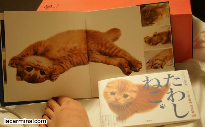 JAPANESE SCOTTISH FOLD MUNCHKIN KITTEN. CAT PHOTOGRAPH BOOK FROM JAPAN OF BABY CATS, TOKYO PETS, PROFESSIONAL KITTY PICTURES. CAT PHOTO BOOKS, SCOTTISH FOLD MUNCHKIN BABY KITTENS, PUREBRED JAPANESE CATS, RARE BREEDS FOLDED EARS. where to buy Scottish Fold kittens, foldy eared cats, earless breed, breeder of purebred coupari, cutest cat in the world, famous pets, lolcat photos, silly pet pose pictures スコティッシュフォールド, 猫