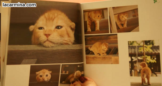 JAPANESE SCOTTISH FOLD MUNCHKIN KITTEN. CAT PHOTOGRAPH BOOK FROM JAPAN OF BABY CATS, TOKYO PETS, PROFESSIONAL KITTY PICTURES. CAT PHOTO BOOKS, SCOTTISH FOLD MUNCHKIN BABY KITTENS, PUREBRED JAPANESE CATS, RARE BREEDS FOLDED EARS. where to buy Scottish Fold kittens, foldy eared cats, earless breed, breeder of purebred coupari, cutest cat in the world, famous pets, lolcat photos, silly pet pose pictures スコティッシュフォールド, 猫