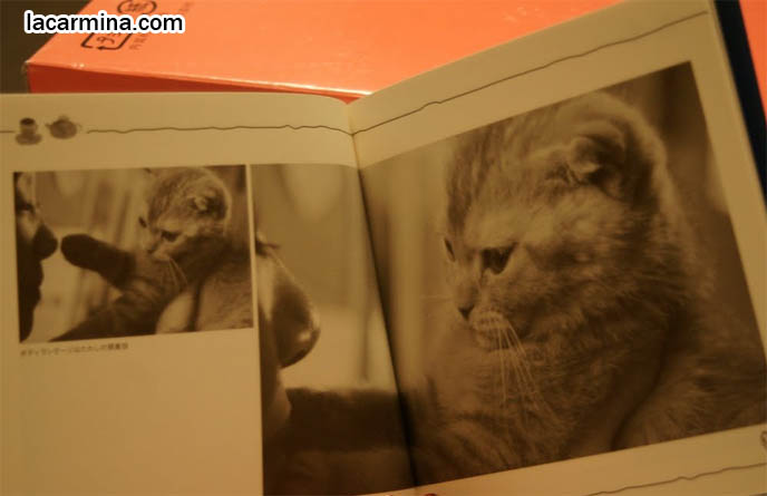 JAPANESE SCOTTISH FOLD MUNCHKIN KITTEN. CAT PHOTOGRAPH BOOK FROM JAPAN OF BABY CATS, TOKYO PETS, PROFESSIONAL KITTY PICTURES. CAT PHOTO BOOKS, SCOTTISH FOLD MUNCHKIN BABY KITTENS, PUREBRED JAPANESE CATS, RARE BREEDS FOLDED EARS. where to buy Scottish Fold kittens, foldy eared cats, earless breed, breeder of purebred coupari, cutest cat in the world, famous pets, lolcat photos, silly pet pose pictures スコティッシュフォールド, 猫
