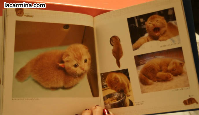 JAPANESE SCOTTISH FOLD MUNCHKIN KITTEN. CAT PHOTOGRAPH BOOK FROM JAPAN OF BABY CATS, TOKYO PETS, PROFESSIONAL KITTY PICTURES. CAT PHOTO BOOKS, SCOTTISH FOLD MUNCHKIN BABY KITTENS, PUREBRED JAPANESE CATS, RARE BREEDS FOLDED EARS. where to buy Scottish Fold kittens, foldy eared cats, earless breed, breeder of purebred coupari, cutest cat in the world, famous pets, lolcat photos, silly pet pose pictures スコティッシュフォールド, 猫