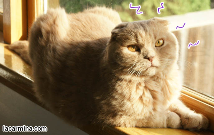 PET CAT SUNTANNING ON WINDOW SILL. SCOTTISH FOLD LION TEDDY BEAR KITTY, ROUND FACE, SHORT NOSE PUREBRED KITTEN, cat with eyes closed, big face, cutest cat in the world, famous pets, lolcat photos, silly pet pose pictures, earless cat, fat cats, lolcats, Famous celebrity pets, Farrow Scottish Fold, スコティッシュフォールド, 猫
