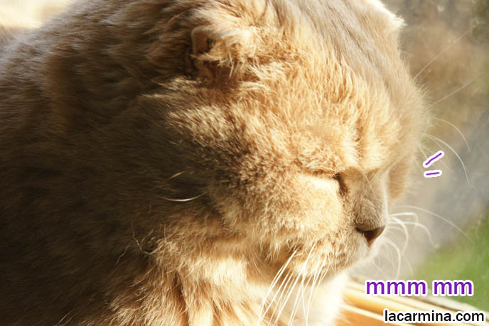 PET CAT SUNTANNING ON WINDOW SILL. SCOTTISH FOLD LION TEDDY BEAR KITTY, ROUND FACE, SHORT NOSE PUREBRED KITTEN, cat with eyes closed, big face, cutest cat in the world, famous pets, lolcat photos, silly pet pose pictures, earless cat, fat cats, lolcats, Famous celebrity pets, Farrow Scottish Fold, スコティッシュフォールド, 猫