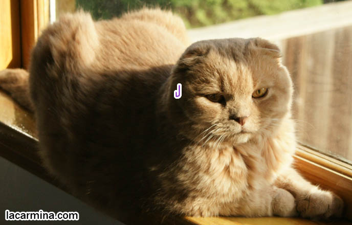 PET CAT SUNTANNING ON WINDOW SILL. SCOTTISH FOLD LION TEDDY BEAR KITTY, ROUND FACE, SHORT NOSE PUREBRED KITTEN, cat with eyes closed, big face, cutest cat in the world, famous pets, lolcat photos, silly pet pose pictures, earless cat, fat cats, lolcats, Famous celebrity pets, Farrow Scottish Fold, スコティッシュフォールド, 猫