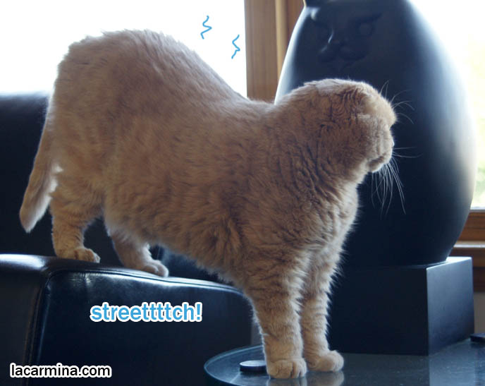 BUDDHA POSE CAT, SCOTTISH FOLD CATS SITTING LIKE A PERSON. CAT STRETCHING BODY, FUNNY LOLCAT YOGA BUDDHIST POSE, funny housecat with stripes, flop-eared fold breeders, small ears big face, cutest cat in the world, famous pets, lolcat photos, silly pet pose pictures, earless cat, fat cats, lolcats, Famous celebrity pets, Basil Farrow Scottish Fold, スコティッシュフォールド, 猫