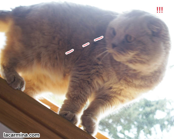 HOUSECAT JUMPS FROM WINDOW SILL. KITTY LEAPING DOWN, MOTION PHOTOGRAPH OF CAT JUMPING, funny housecat with thick lush fur, cat hair, flop-eared fold breeders, small ears big face, cutest cat in the world, famous pets, lolcat photos, silly pet pose pictures, earless cat, fat cats, lolcats, Famous celebrity pets, Basil Farrow Scottish Fold, スコティッシュフォールド, 猫