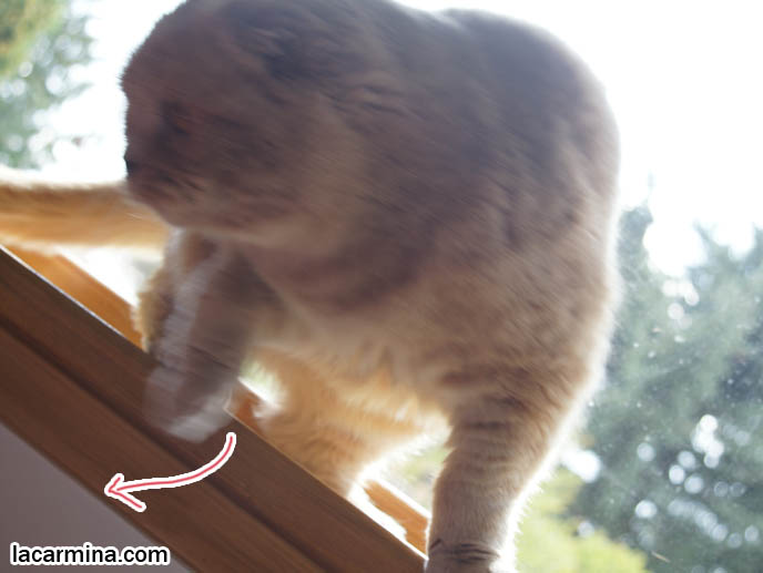 HOUSECAT JUMPS FROM WINDOW SILL. KITTY LEAPING DOWN, MOTION PHOTOGRAPH OF CAT JUMPING, funny housecat with thick lush fur, cat hair, flop-eared fold breeders, small ears big face, cutest cat in the world, famous pets, lolcat photos, silly pet pose pictures, earless cat, fat cats, lolcats, Famous celebrity pets, Basil Farrow Scottish Fold, スコティッシュフォールド, 猫