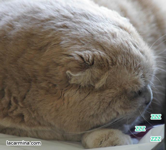 SLEEPING CAT, CLOSE-UP PHOTOS OF CUTE SLEEPY SCOTTISH FOLD CAT. TINY FOLD EARS, SHORT SNOUT & NOSE, SOLID CREAM FUR & BROWN NOSE KITTEN, funny housecat, flop-eared fold breeders, small ears big face, cutest cat in the world, famous pets, lolcat photos, silly pet pose pictures, earless cat, fat cats, lolcats, Famous celebrity pets, Basil Farrow Scottish Fold, スコティッシュフォールド, 猫