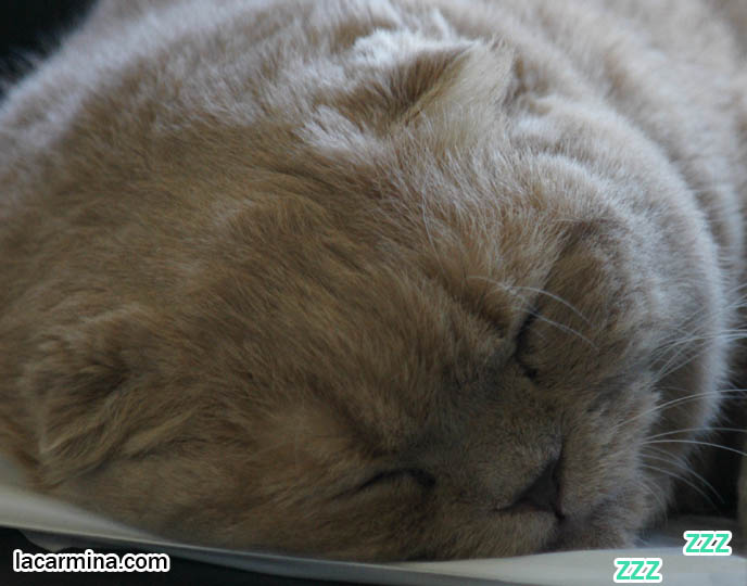 SLEEPING CAT, CLOSE-UP PHOTOS OF CUTE SLEEPY SCOTTISH FOLD CAT. TINY FOLD EARS, SHORT SNOUT & NOSE, SOLID CREAM FUR & BROWN NOSE KITTEN, funny housecat, flop-eared fold breeders, small ears big face, cutest cat in the world, famous pets, lolcat photos, silly pet pose pictures, earless cat, fat cats, lolcats, Famous celebrity pets, Basil Farrow Scottish Fold, スコティッシュフォールド, 猫