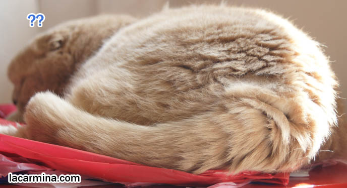 LOLCAT CURLED UP IN A BALL, SUNTANNING SCOTTISH FOLD CATS. THICK SOLID CREAM FUR, FAT GARFIELD KITTY WITH FLOP EARS, funny housecat, flop-eared fold breeders, small ears big face, cutest cat in the world, famous pets, lolcat photos, silly pet pose pictures, earless cat, fat cats, lolcats, Famous celebrity pets, Basil Farrow Scottish Fold, スコティッシュフォールド, 猫