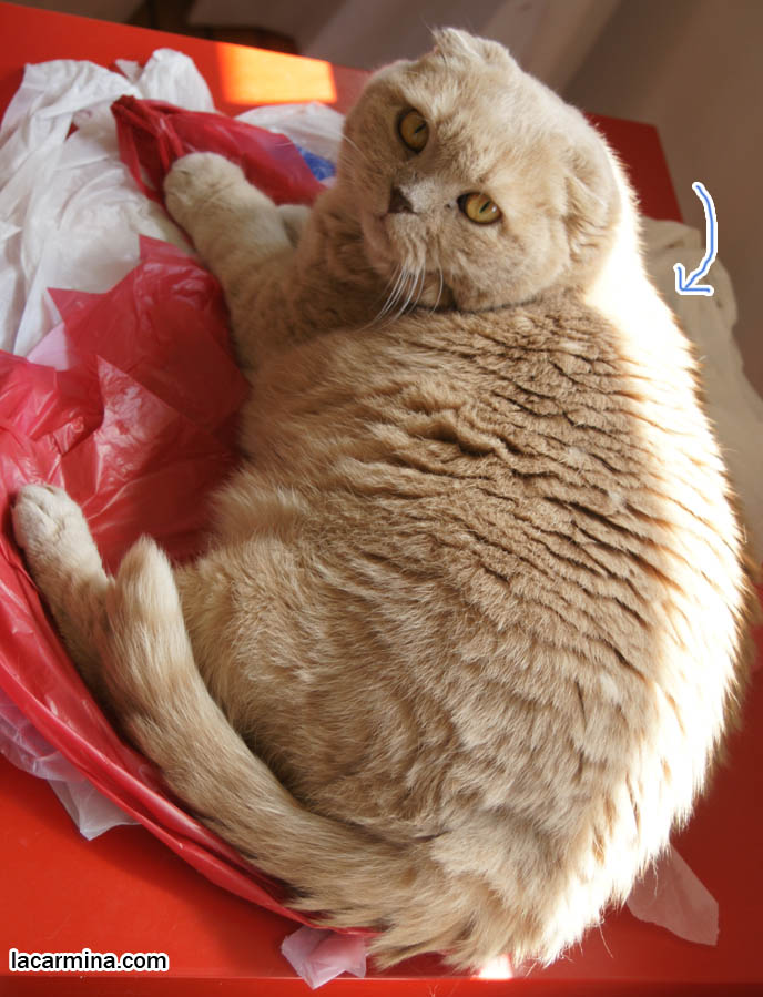 LOLCAT CURLED UP IN A BALL, SUNTANNING SCOTTISH FOLD CATS. THICK SOLID CREAM FUR, FAT GARFIELD KITTY WITH FLOP EARS, funny housecat, flop-eared fold breeders, small ears big face, cutest cat in the world, famous pets, lolcat photos, silly pet pose pictures, earless cat, fat cats, lolcats, Famous celebrity pets, Basil Farrow Scottish Fold, スコティッシュフォールド, 猫