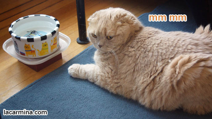 CAT DRINKING FROM BOWL OF WATER, WAGGING TAIL. CUTEST BREED OF CAT, RARE PUREBRED SCOTTISH FOLD WITH THICK LONG HAIR FUR, funny housecat, flop-eared fold breeders, small ears big face, cutest cat in the world, famous pets, lolcat photos, silly pet pose pictures, earless cat, fat cats, lolcats, Famous celebrity pets, Basil Farrow Scottish Fold, スコティッシュフォールド, 猫