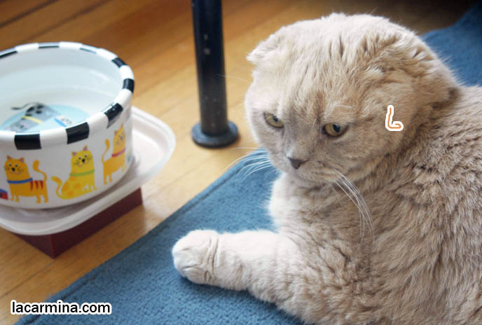 CAT DRINKING FROM BOWL OF WATER, WAGGING TAIL. CUTEST BREED OF CAT, RARE PUREBRED SCOTTISH FOLD WITH THICK LONG HAIR FUR, funny housecat, flop-eared fold breeders, small ears big face, cutest cat in the world, famous pets, lolcat photos, silly pet pose pictures, earless cat, fat cats, lolcats, Famous celebrity pets, Basil Farrow Scottish Fold, スコティッシュフォールド, 猫