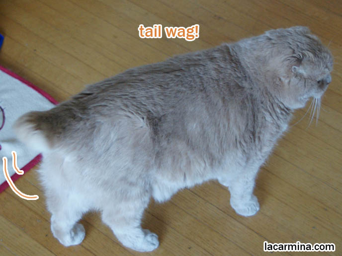 CAT DRINKING FROM BOWL OF WATER, WAGGING TAIL. CUTEST BREED OF CAT, RARE PUREBRED SCOTTISH FOLD WITH THICK LONG HAIR FUR, funny housecat, flop-eared fold breeders, small ears big face, cutest cat in the world, famous pets, lolcat photos, silly pet pose pictures, earless cat, fat cats, lolcats, Famous celebrity pets, Basil Farrow Scottish Fold, スコティッシュフォールド, 猫