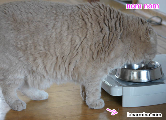 CUTE CAT CLEANING HIS FACE WITH PAW, EATING HEALTHY NATURAL CAT FOOD, ALERT & ACTIVE, big lion paws, best cat food brands, funny housecat, flop-eared fold breeders, small ears big face, cutest cat in the world, famous pets, lolcat photos, silly pet pose pictures, earless cat, fat cats, lolcats, Famous celebrity pets, Basil Farrow Scottish Fold, スコティッシュフォールド,  猫 