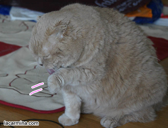 CUTE CAT CLEANING HIS FACE WITH PAW, EATING HEALTHY NATURAL CAT FOOD, ALERT & ACTIVE, big lion paws, best cat food brands, funny housecat, flop-eared fold breeders, small ears big face, cutest cat in the world, famous pets, lolcat photos, silly pet pose pictures, earless cat, fat cats, lolcats, Famous celebrity pets, Basil Farrow Scottish Fold, スコティッシュフォールド,  猫 