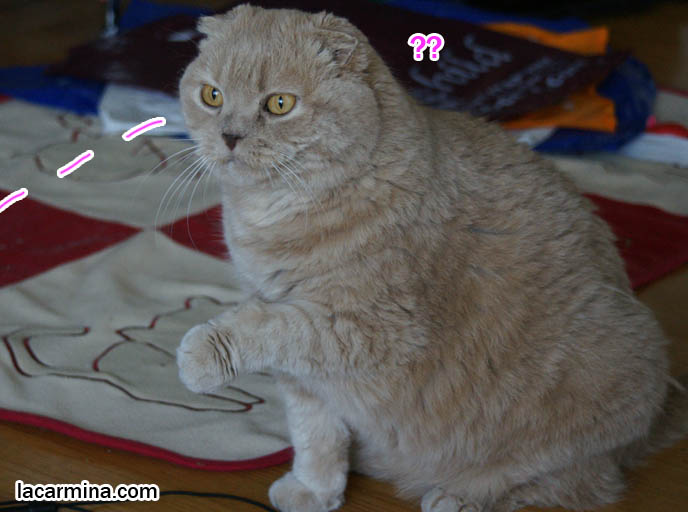 CUTE CAT CLEANING HIS FACE WITH PAW, EATING HEALTHY NATURAL CAT FOOD, ALERT & ACTIVE, big lion paws, best cat food brands, funny housecat, flop-eared fold breeders, small ears big face, cutest cat in the world, famous pets, lolcat photos, silly pet pose pictures, earless cat, fat cats, lolcats, Famous celebrity pets, Basil Farrow Scottish Fold, スコティッシュフォールド,  猫 
