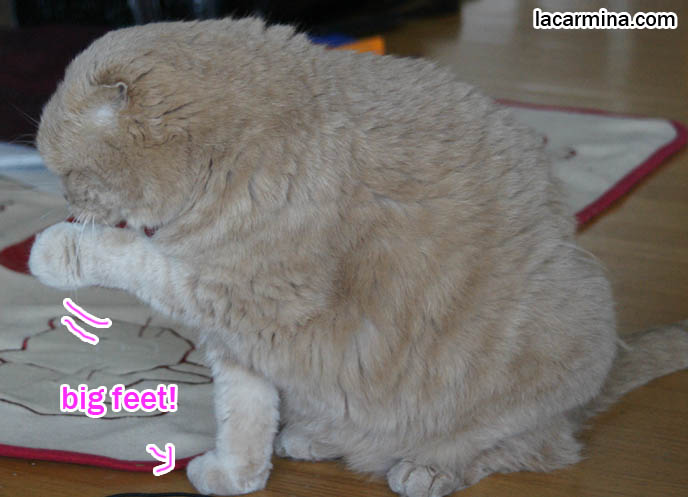 CUTE CAT CLEANING HIS FACE WITH PAW, EATING HEALTHY NATURAL CAT FOOD, ALERT & ACTIVE, big lion paws, best cat food brands, funny housecat, flop-eared fold breeders, small ears big face, cutest cat in the world, famous pets, lolcat photos, silly pet pose pictures, earless cat, fat cats, lolcats, Famous celebrity pets, Basil Farrow Scottish Fold, スコティッシュフォールド,  猫 