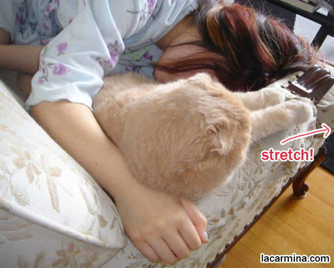 PET CAT SLEEPING WITH OWNER: BASIL FARROW & LA CARMINA NAPPING, SCOTTISH FOLD KITTEN BEING CUDDLED, HUGGED, baby lion cub, purebred cats, flop-eared fold breeders, small ears big face, cutest cat in the world, famous pets, lolcat photos, silly pet pose pictures, earless cat, fat cats, lolcats, Famous celebrity pets, Basil Farrow Scottish Fold, スコティッシュフォールド,  猫 