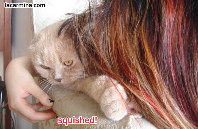 Scottish fold cat, cute scottish folds, foldy-eared kittens, purebred american breeder of coupari or scottish fold cats, solid cream flop-eared kitty Basil Farrow