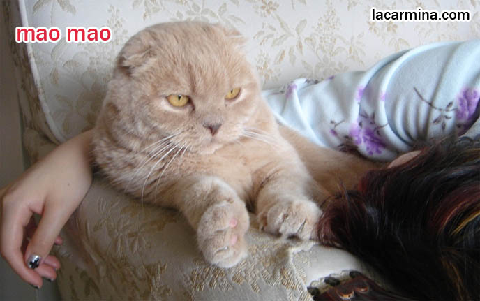 Scottish fold cat, cute scottish folds, foldy-eared kittens, purebred american breeder of coupari or scottish fold cats, solid cream flop-eared kitty Basil Farrow
