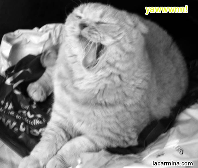 BLACK & WHITE RETRO VINTAGE CAT PHOTOS. PET SCOTTISH FOLD YAWNING, LONG WHISKERS, FOLD EARS & SOFT FUR COAT, baby tiger bear lynx lion cub, cutest cat in the world, famous pets in movies, lolcat photos, silly pet pose pictures, earless cat, fat cats, lolcats, Famous celebrity pets, Mia Farrow Scottish Fold, purebred cats, flop-eared fold breeders, small ears big face,  スコティッシュフォールド,  猫 