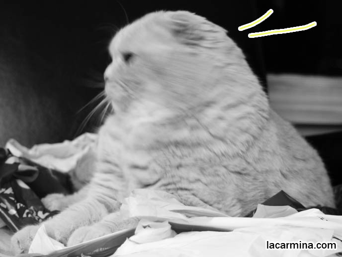 BLACK & WHITE RETRO VINTAGE CAT PHOTOS. PET SCOTTISH FOLD YAWNING, LONG WHISKERS, FOLD EARS & SOFT FUR COAT, baby tiger bear lynx lion cub, cutest cat in the world, famous pets in movies, lolcat photos, silly pet pose pictures, earless cat, fat cats, lolcats, Famous celebrity pets, Mia Farrow Scottish Fold, purebred cats, flop-eared fold breeders, small ears big face,  スコティッシュフォールド,  猫 
