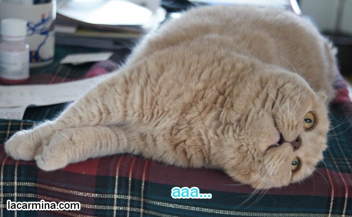 SCOTTISH FOLD CATS MEOWING, RUBBING HEAD, LYING SIDEWAYS ON TABLE. CUTE OVERLOAD CAT PHOTOS, LOLCAT PICTURES, baby tiger bear lynx lion cub, cutest cat in the world, famous pets in movies, lolcat photos, silly pet pose pictures, earless cat, fat cats, pet housecats, Famous celebrity pets, Mia Farrow Scottish Fold, purebred cats, flop-eared fold breeders, small ears big face,  スコティッシュフォールド,  猫 