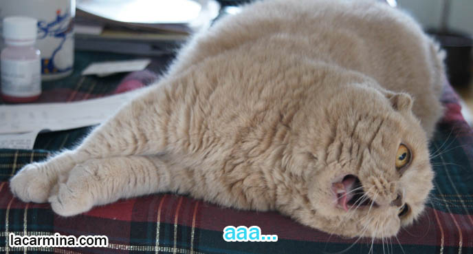 SCOTTISH FOLD CAT MEOW, VOCALS NOISE, RUBBING HEAD, LYING SIDEWAYS ON TABLE. CUTE OVERLOAD CAT PHOTOS, LOLCAT PICTURES, baby tiger bear lynx lion cub, cutest cat in the world, famous pets in movies, lolcat photos, silly pet pose pictures, earless cat, fat cats, pet housecats, Famous celebrity pets, Mia Farrow Scottish Fold, purebred cats, flop-eared fold breeders, small ears big face,  スコティッシュフォールド,  猫 