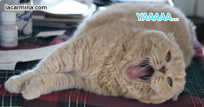SCOTTISH FOLD CAT VOCALATION, MEOWING SOUND, RUBBING HEAD, LYING SIDEWAYS ON TABLE. CUTE OVERLOAD CAT PHOTOS, LOLCAT PICTURES, baby tiger bear lynx lion cub, cutest cat in the world, famous pets in movies, lolcat photos, silly pet pose pictures, earless cat, fat cats, pet housecats, Famous celebrity pets, Mia Farrow Scottish Fold, purebred cats, flop-eared fold breeders, small ears big face,  スコティッシュフォールド,  猫 