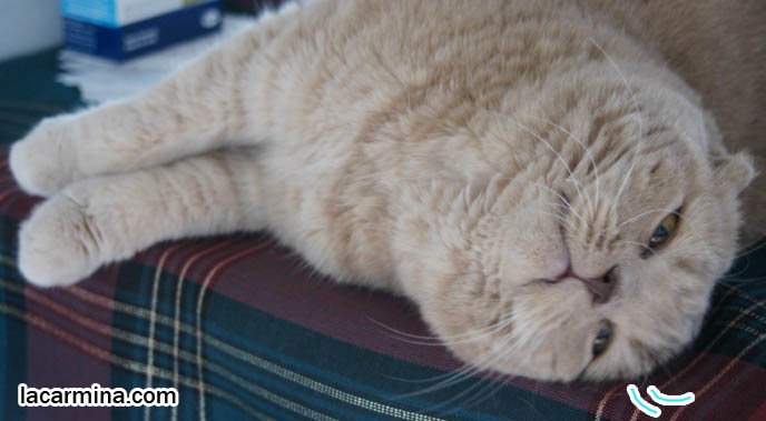 Scottish fold cat, cute scottish folds, foldy-eared kittens, purebred american breeder of coupari or scottish fold cats, solid cream flop-eared kitty Basil Farrow