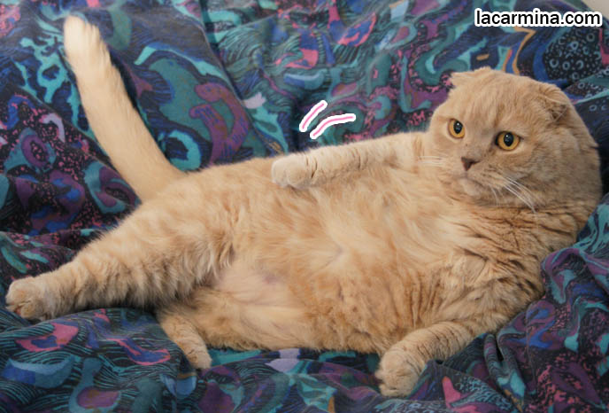 fat Scottish fold cat, cute baby scottish folds, foldy-eared kittens, purebred american breeder of coupari or scottish fold cats, solid cream flop-eared kitty Basil Farrow, furry overweight lolcats, funny pictures of pet cats