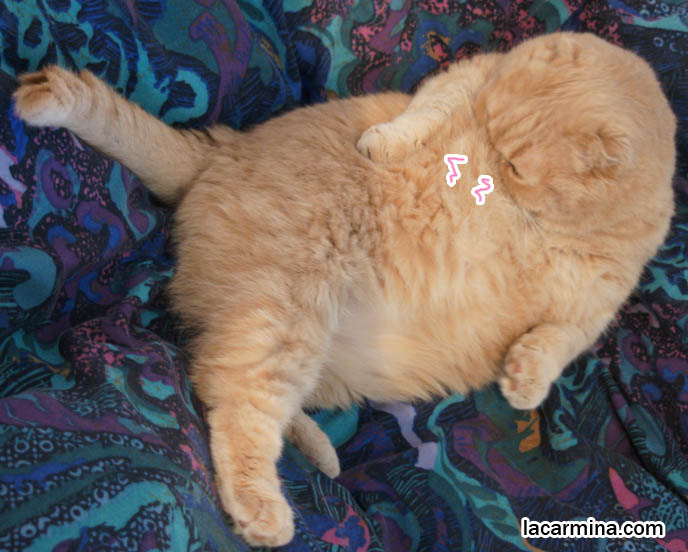 FAT GARFIELD CAT LYING ON BED, LAZY CAT CLEANING STOMACH, BIG ROUND FURRY SCOTTISH FOLD KITTY, world's fattest cat, overweight pets, plump housecats, famous pets in movies, lolcat photos, silly pet pose pictures, earless cat, fat cats, pet housecats, Famous celebrity pets, Mia Farrow Scottish Fold, purebred cats, flop-eared fold breeders, small ears big face, スコティッシュフォールド, 猫
