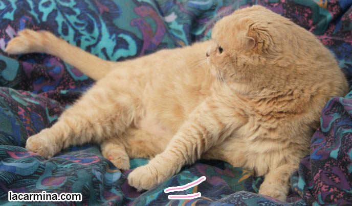 FAT GARFIELD CAT LYING ON BED, LAZY CAT CLEANING STOMACH, BIG ROUND FURRY SCOTTISH FOLD KITTY, world's fattest cat, overweight pets, plump housecats, famous pets in movies, lolcat photos, silly pet pose pictures, earless cat, fat cats, pet housecats, Famous celebrity pets, Mia Farrow Scottish Fold, purebred cats, flop-eared fold breeders, small ears big face, スコティッシュフォールド, 猫